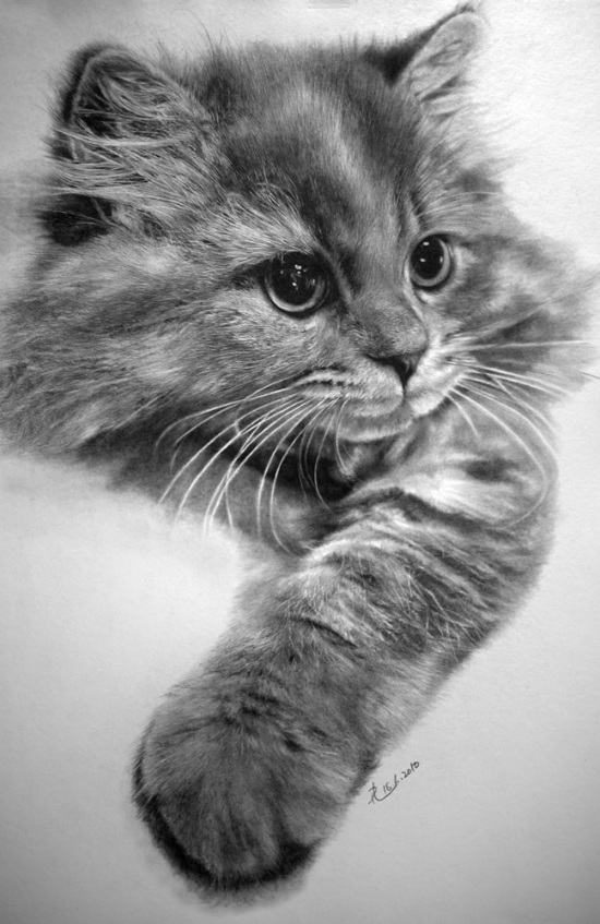 cat pencil drawing paul lung