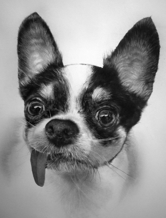 dog pencil drawing paul lung